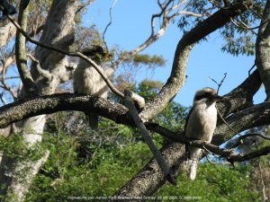 Kookaburra at Ashton Park Sydney