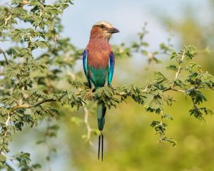 Lilac-breasted Roller