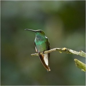 White-vented Plumeleteer (male)