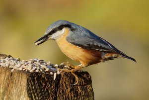 Wakehurst Nuthatch