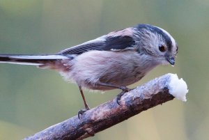 Long-tailed Tit