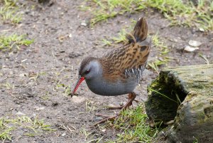 Lee Valley Water Rail.