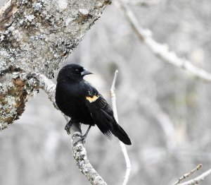 Red Winged Blackbird