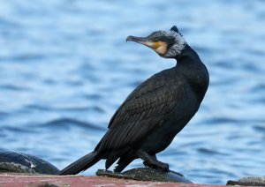 Great Cormorant