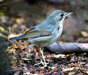 Migratory Siberian blue robin