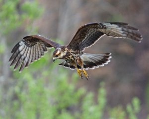 Snail Kite (immature)