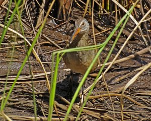 Clapper Rail