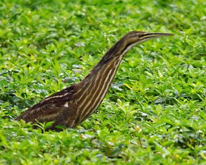 American Bittern