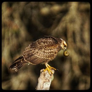 Snail Kite (immature)