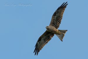 Black Kite