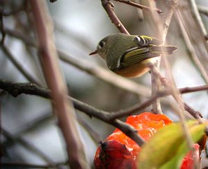 Ruby-crowned Kinglet