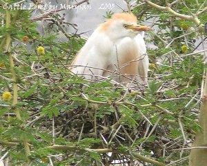 Cattle Egret