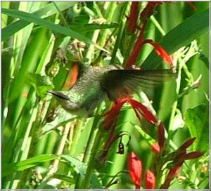 Upside down Hummingbird