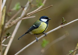 Great Tit