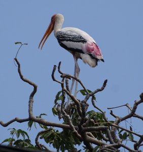 painted Stork