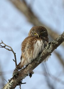 Pygmy Owl