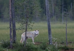 Wolf in the darkness of the night