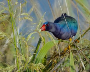 Purple Gallinule