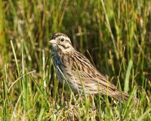 Savannah Sparrow