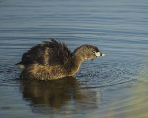 Pied-billed Grebe