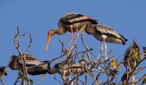 painted Storks