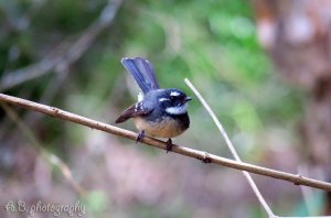 Grey Fantail