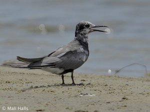 Black Tern