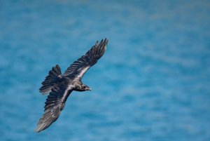 Raven - Corvus Corax