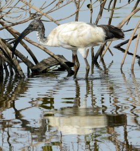 Sacred Ibis