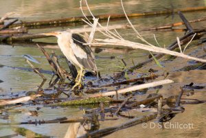 Littern Bittern