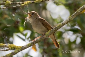 Nightingale singing