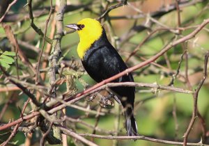 Yellow - hooded Blackbird (male)