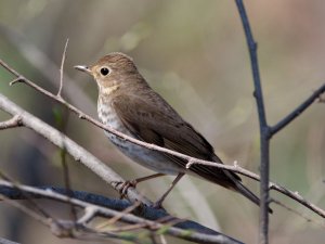 Swainson's Thrush