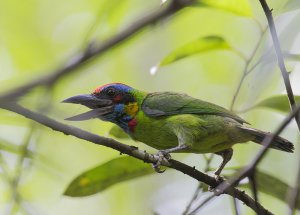 Red-crowned Barbet