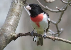 Rose-Breasted Grosbeak