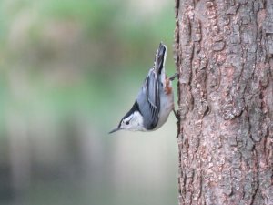 White Breasted Nuthatch