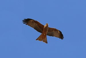 Black Kite