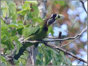 Fire-tufted Barbet