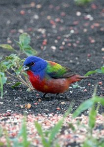 Painted Bunting