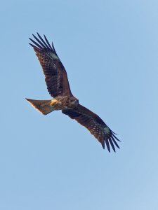 Black Kite