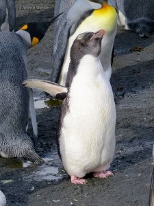 Macaroni Penguin