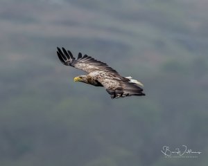 White Tailed Sea Eagle