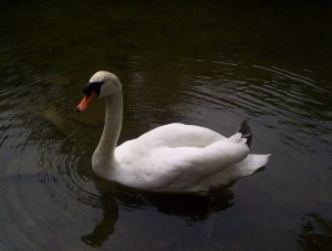 Swan