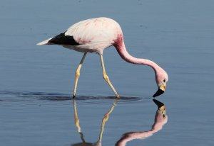 andean flamingo