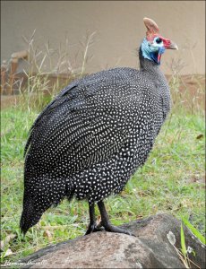 Helmeted Guineafowl