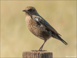 Ant-eating Chat