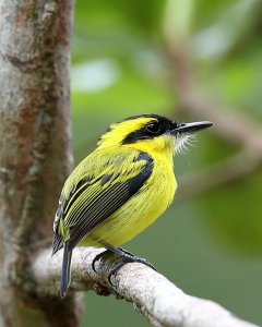 The Yellow Browed Tody Fly Catcher