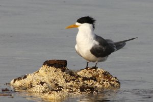 greater crested tern