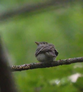 Acadian Flycatcher