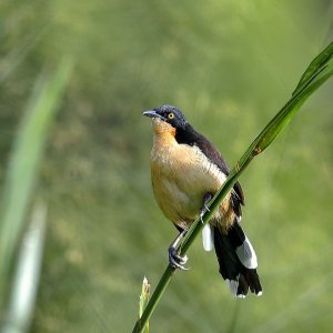 Black Capped Donacobius